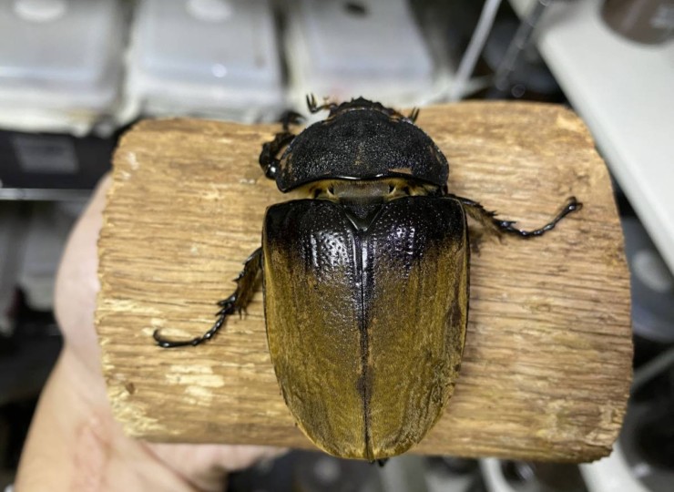 イイジマゾウカブト メス | インセクトファームヨマセ