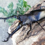 ギラファノコギリクワガタ①-