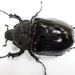 マルスゾウカブト_メス①-