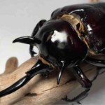 マルスゾウカブト②-150x150.jpg